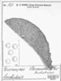 Puccinia primulae image